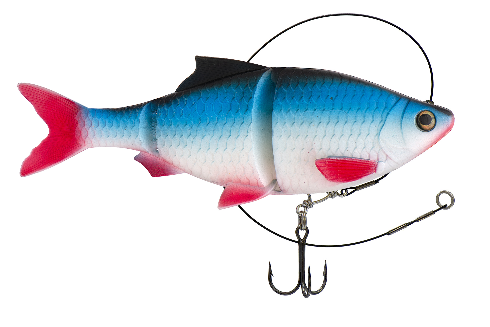 KYODA LIVE ROACH